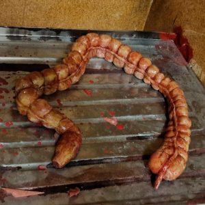 Intestino grueso de silicona - silicone large intestine
