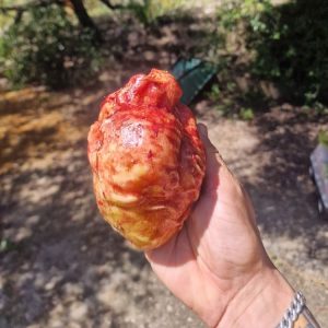 Corazón humano.